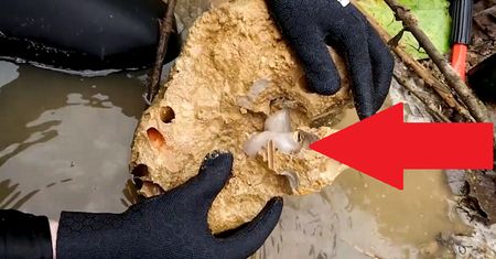 Zwierzę, które pożera skały i wydala piasek. Naukowcy nie mają pojęcia, jak to robi