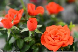 Życzenia na Dzień Kobiet 2019. Najpiękniejsze życzenia i wierszyki z okazji Dnia Kobiet. Propozycje na 8 marca