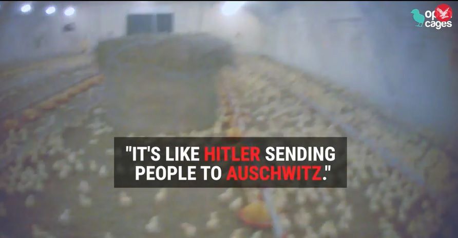 Angielska gazeta ujawnia film z polskiej fermy drobiu. „Robimy tu to samo, co Hitler w Auschwitz”