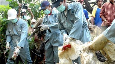 W Indonezji trwa masowy ubój drobiu