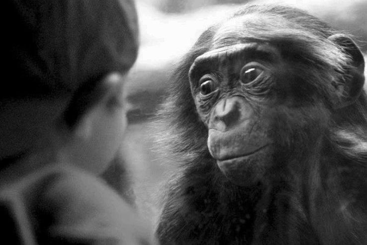 Naczelne rodem z kamasutry. Oto bonobo