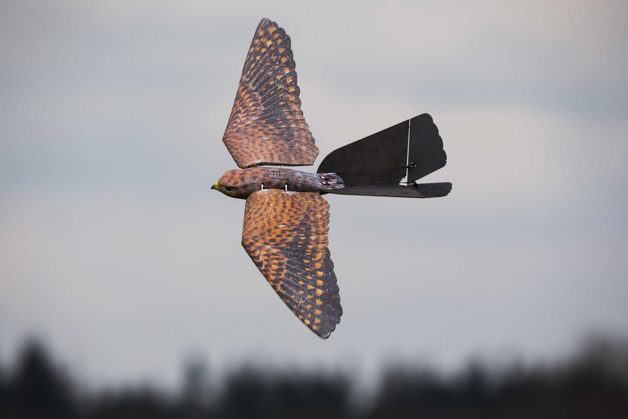 To nie jest żywy ptak. Przyjrzyj się uważnie