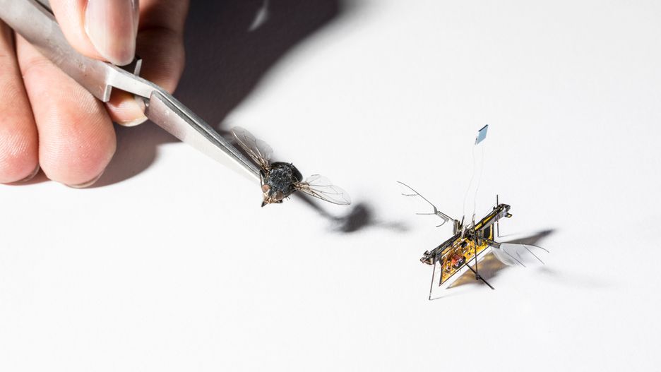 Ta mała, skrzydlata płytka to latający robot