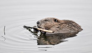 "Bobrzyna". Największy polski gryzoń jest nie lada przysmakiem