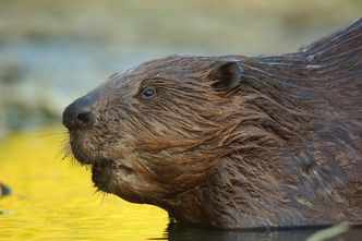 Bobry "zjadły" drogę. Nowa kosztowała kilkaset tysięcy złotych