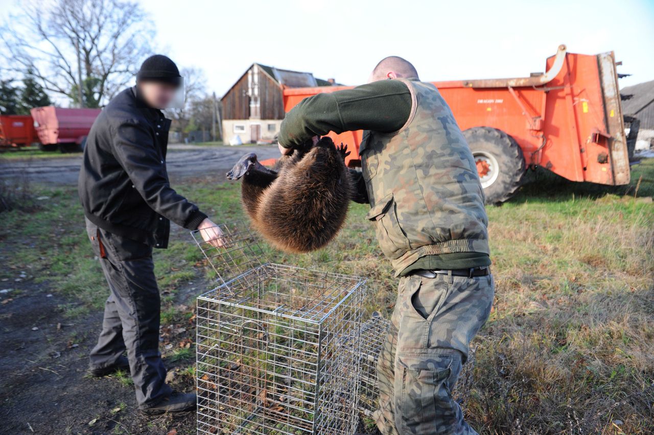 Dostali zgodę na odstrzał bobrów. "Nikt ich nie chce"