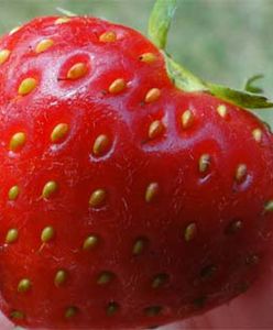 Polacy nie są zainteresowani pracą w sadzie (WIDEO)