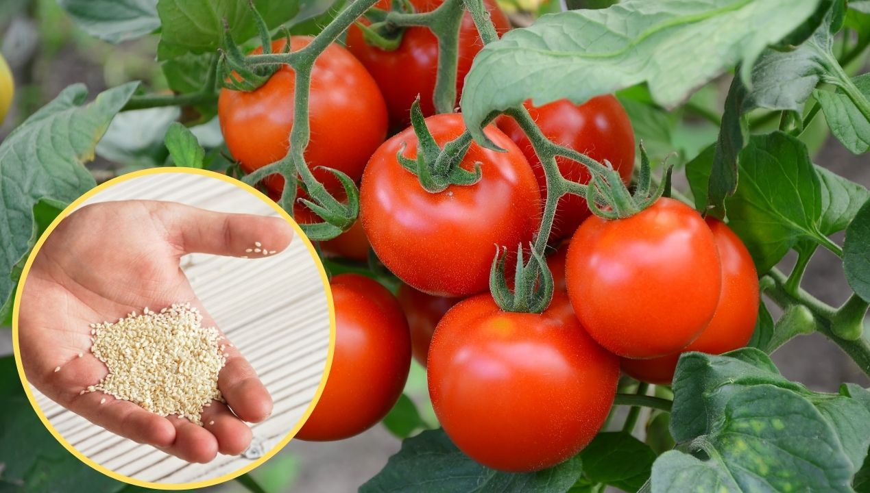 Ten nawóz sprawi, że pomidory zawiążą więcej owoców niż zwykle