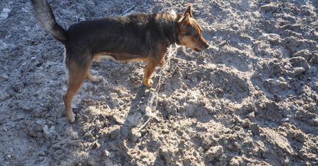 Przywiązał psa do torów. Zwierzę przeżyło dzięki pracownikom kolei