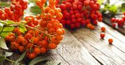 Jak wykorzystać jarzębinę?