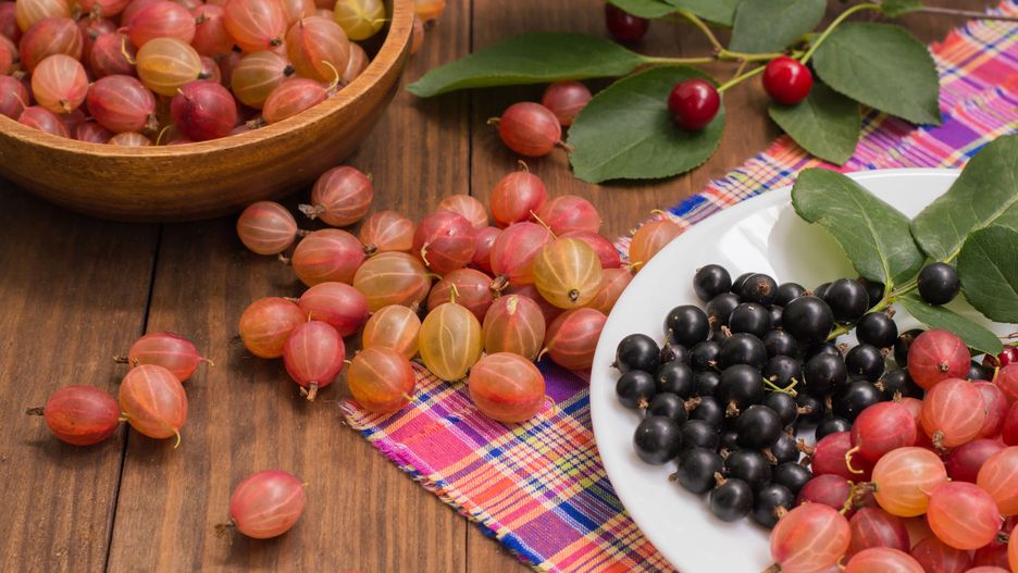 Aronia - zapomniany superowoc