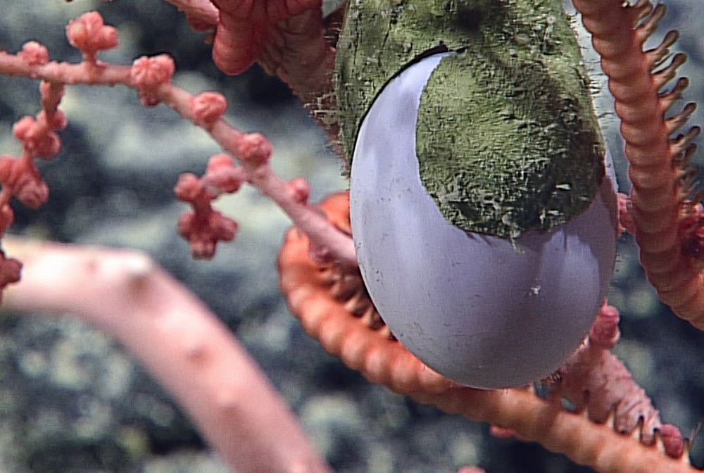 Fioletowe jajo na dnie oceanu. Zdumiewające odkrycie