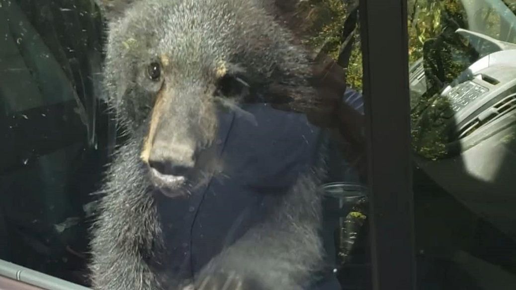 Dwa niedźwiadki zatrzasnęły się w samochodzie w amerykańskim stanie Tenessee.