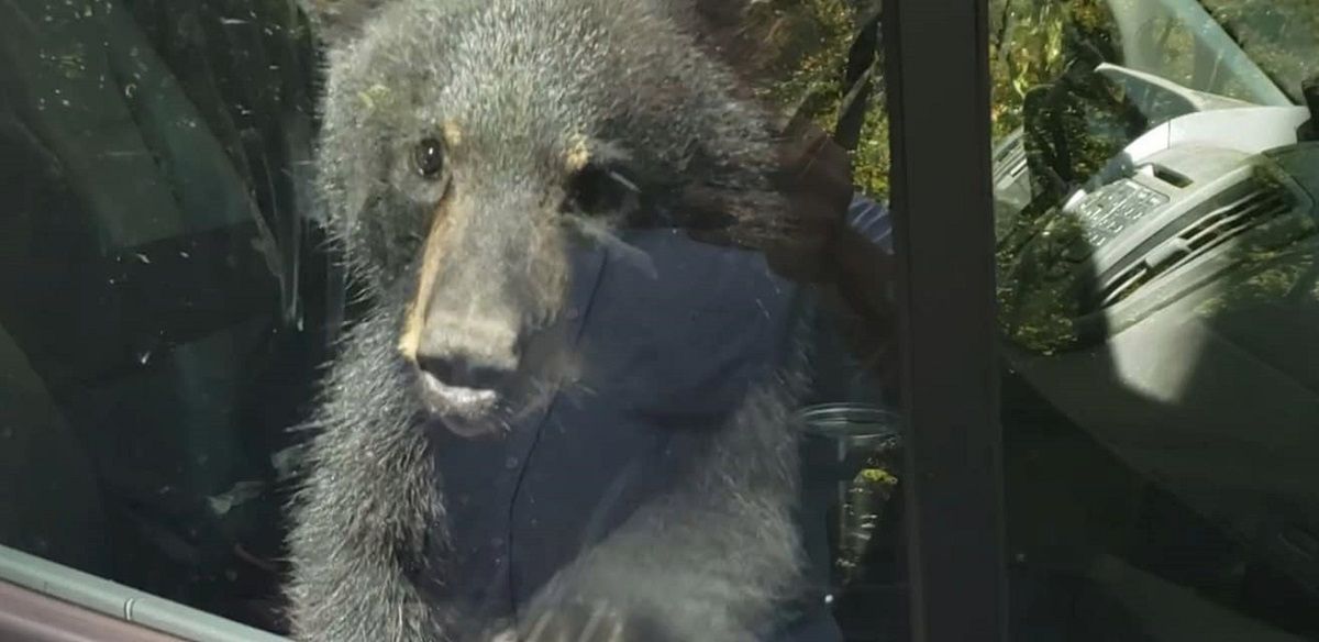 Dwa niedźwiadki zatrzasnęły się w samochodzie w amerykańskim stanie Tenessee.