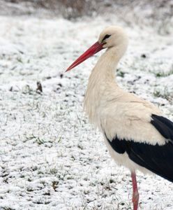 Bocian na polskim biegunie zimna. Pojawił się na polu w Głuszynie
