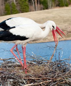 Zakatowali bociana - teraz odpowiedzą przed sądem