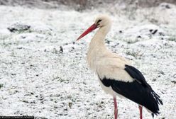 Bocian na polskim biegunie zimna. Pojawił się na polu w Głuszynie