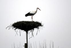 Bociany w Wigierskim Parku Narodowym! Leśnicy zauważyli je w miejscowości Krzywe