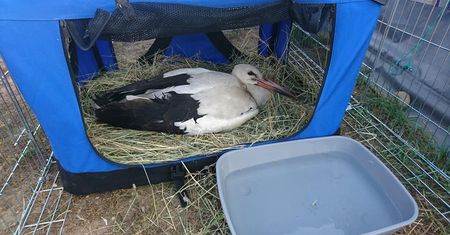 "Wypadek nad wysypiskiem". Zderzyły się... bociany