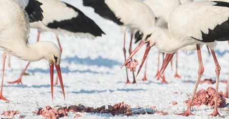 200 bocianów myślało, że już przyszła wiosna. Pół wsi musi je karmić