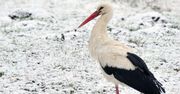 Bocian na polskim biegunie zimna. Pojawił się na polu w Głuszynie