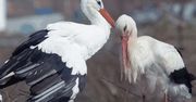 Miłość na dachu. Bocian Klepetan od 16 lat przylatuje z Afryki do swojej ukochanej