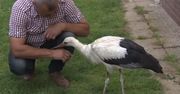 Malbork. Bocian wypadł z gniazda. Rodzina zaopiekowała się ptakiem