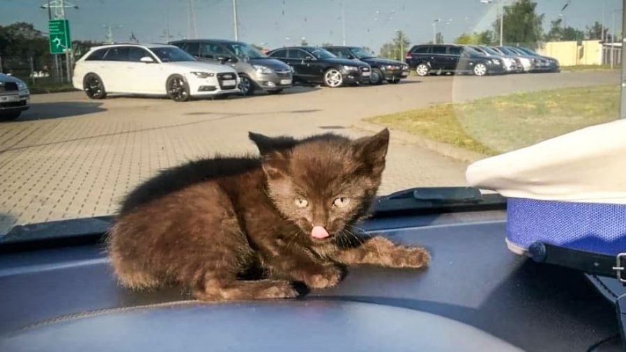 Znaleziony kot tymczasowo nazywa się Sierżant