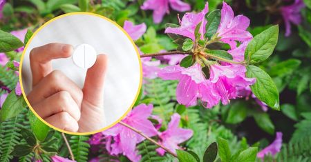 Ten domowy nawóz do paproci i azalii kosztuje mnie zaledwie 2 zł! Wystarczy produkt z apteczki