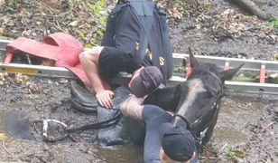 Wrocław. Koń i jego właścicielka uratowani dzięki sprawnej akcji ratunkowej