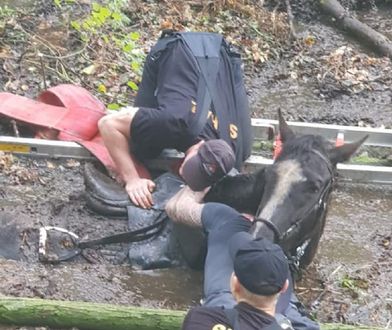 Wrocław. Koń i jego właścicielka uratowani dzięki sprawnej akcji ratunkowej