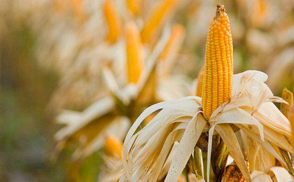 KE wystąpiła o zezwolenie na uprawę kukurydzy GMO 1507