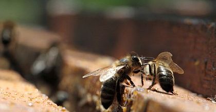 Dobre zbiory miodu lipowego