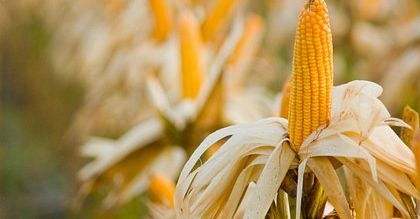 KE wystąpiła o zezwolenie na uprawę kukurydzy GMO 1507
