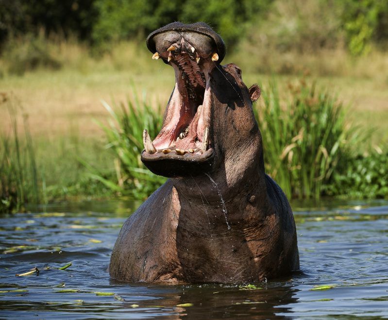 Niger - hipopotam zabił 13 osób
