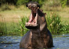 Botswana - hipopotam ściga łódkę