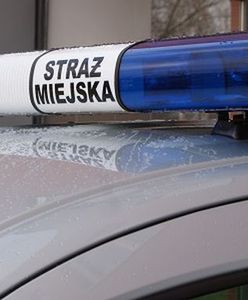 Poseł zaparkował na trawniku, straż miejska odmówiła interwencji