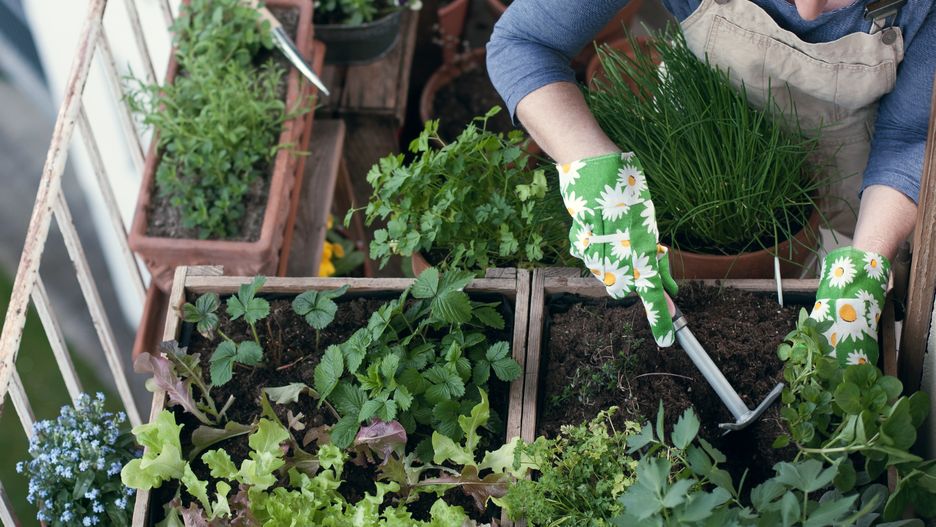 Balkonowe ogrodnictwo jest świetnym hobby dla każdego mieszczucha