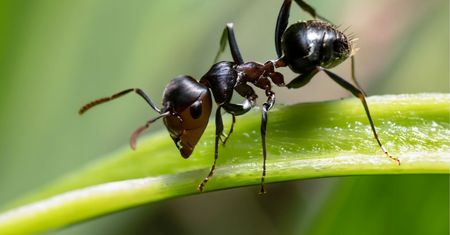 Sypię między grządki. Mrówki znikają tak szybko, jak się pojawiły