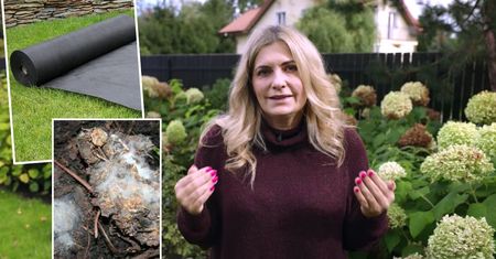 Zajrzała co dzieje się pod agrowłókniną. Natychmiast zerwała ją z 500 m2 ogrodu