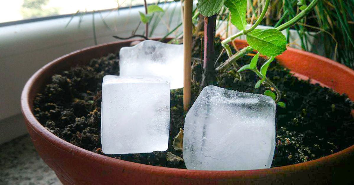 My Grandmother Would Always Put Some Ice Cubes in Pots. This Is an Old Gardening Trick