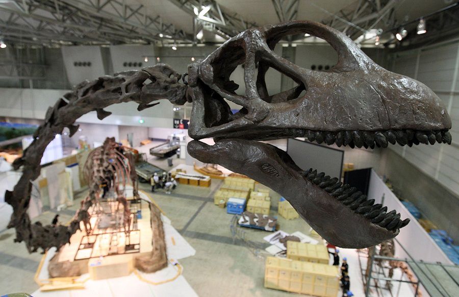 Full Sized Mamenchisaurus model is installed in Makuhari Messe on July 13, 2009 in Chiba, Japan. Mamenchisaurus, one of the biggest dinosaurs, is installed for the exhibition "Dinosaurs 2009", which will held from July 18 to September 27.