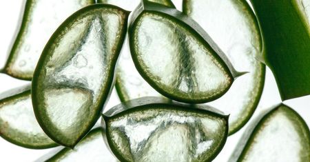 Ekstrakt z aloesu - właściwości i zastosowanie, aloes w kosmetyce