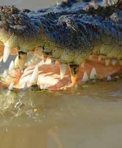 Sri Lanka. Krokodyl zagryzł dziennikarza "Financial Times"