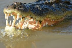 Sri Lanka. Krokodyl zagryzł dziennikarza "Financial Times"