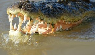 Sri Lanka. Krokodyl zagryzł dziennikarza "Financial Times"