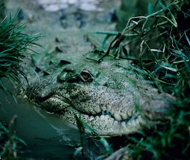 Krokodyl w Jeziorze Kunickim pod Legnicą? Szukają go wędkarze