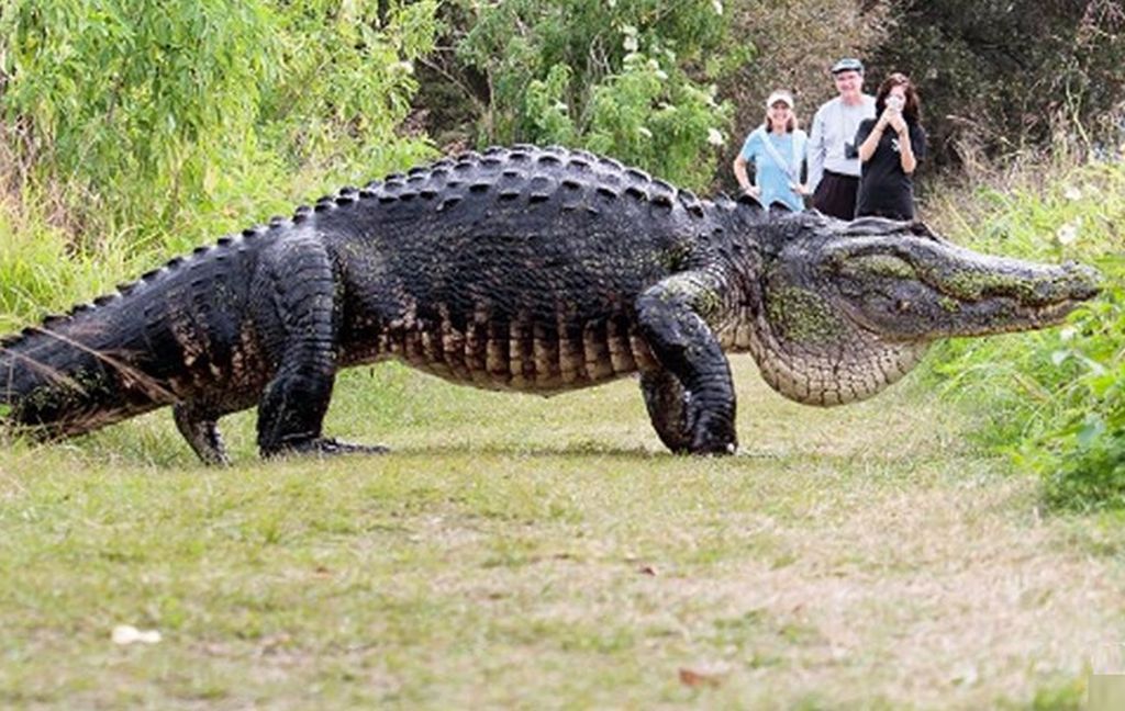 Wygląda jak dinozaur. Turyści zaniemówili