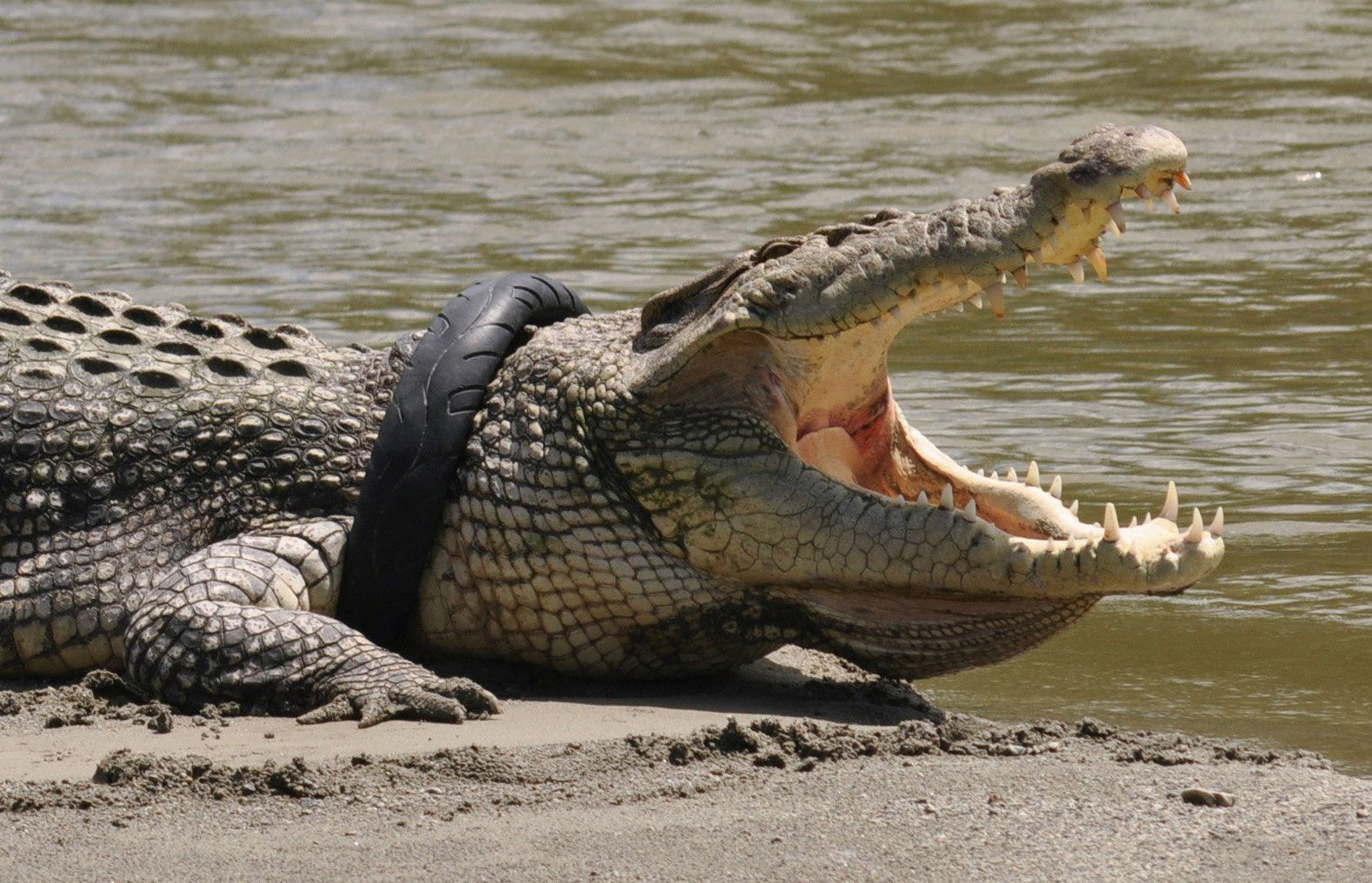 Krokodyl z oponą na szyi. Indonezja oferuje nagrodę dla osoby, która uratuje zwierzę