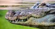 Krokodyl zabił mężczyznę na oczach przerażonego siostrzeńca